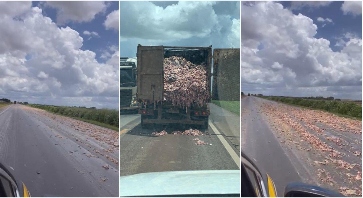 Tampa de caminhão se abre e carga de carcaças de frango se espalha pela BR-163