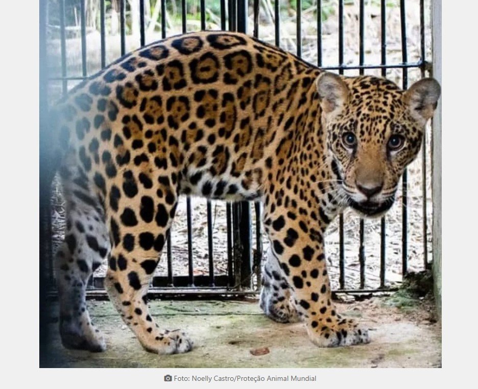 Filhote de onça-pintada resgatado em Sinop espera para ser solto na natureza