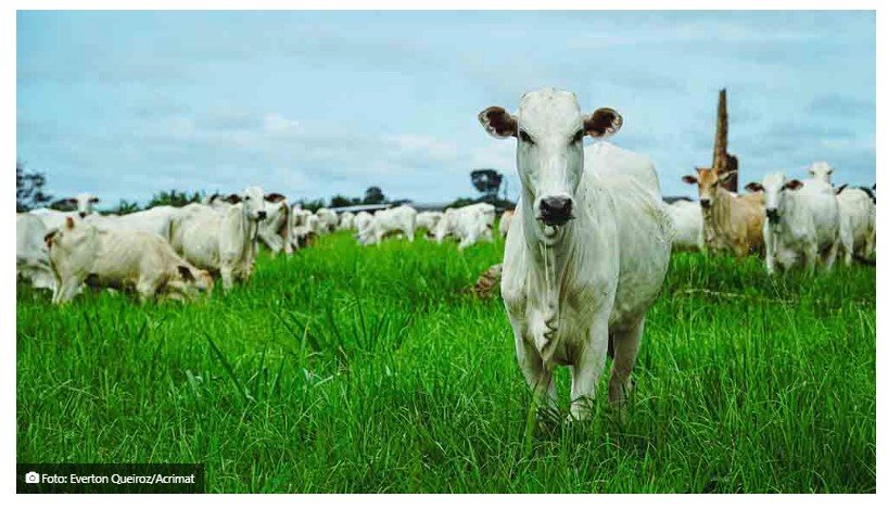 Vendas de carne bovina à China são suspensas após caso de vaca louca