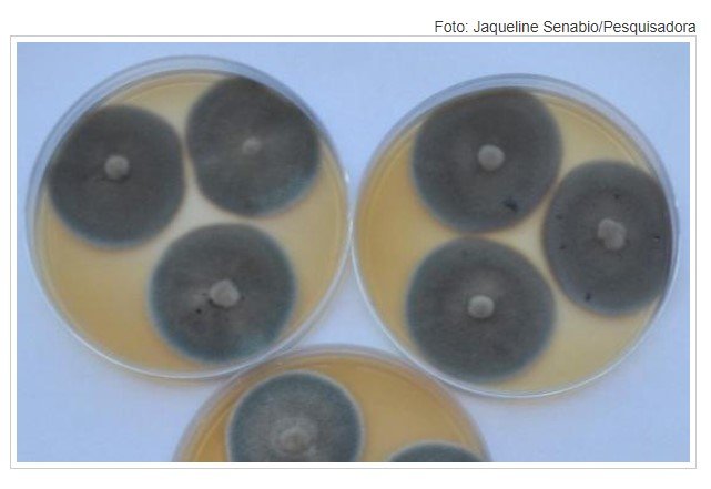 Pesquisadores de MT descobrem nova espécie de fungo capaz de descontaminar solos com mercúrio