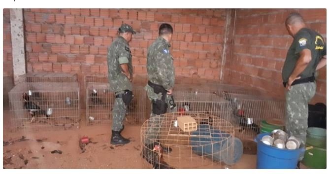 Juvam e PM fecham rinha de galo e resgatam 37 aves em MT