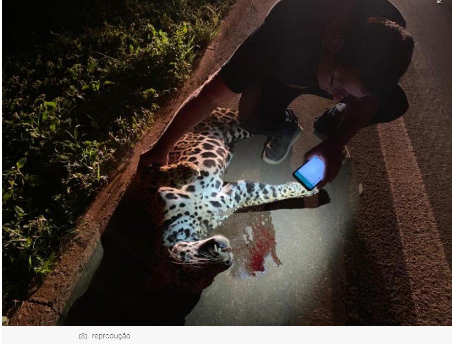 Onça-pintada morre atropelada por carro ao tentar atravessar trecho da rodovia. (Fotos)