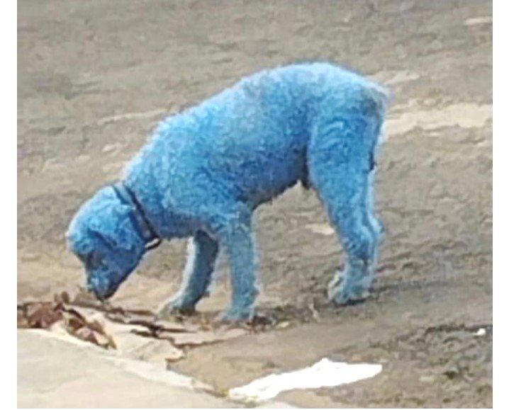 Polícia Civil descobre rinha de galos e procura responsável por pintar cão de azul. (Fotos)