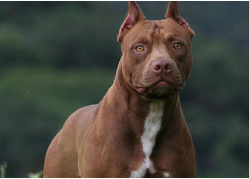 Homem é atacado por 4 Pitbulls na Linha Castanheira em Guarantã e vai parar no hospital