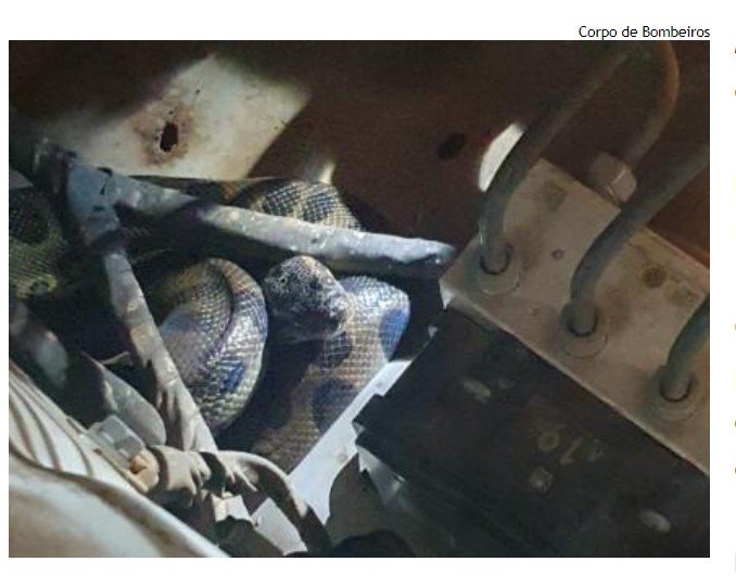 Motorista encontra sucuri de um metro no motor do carro