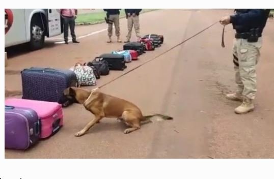 Garota é flagrada com 22 kg de maconha em ônibus que seguia para Alta Floresta