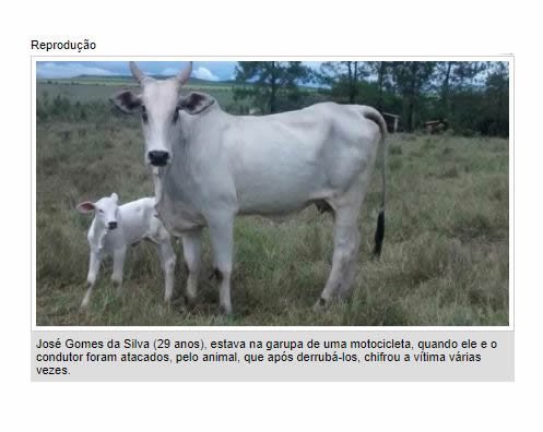 Homem morre após ser perseguido e chifrado por vaca em MT