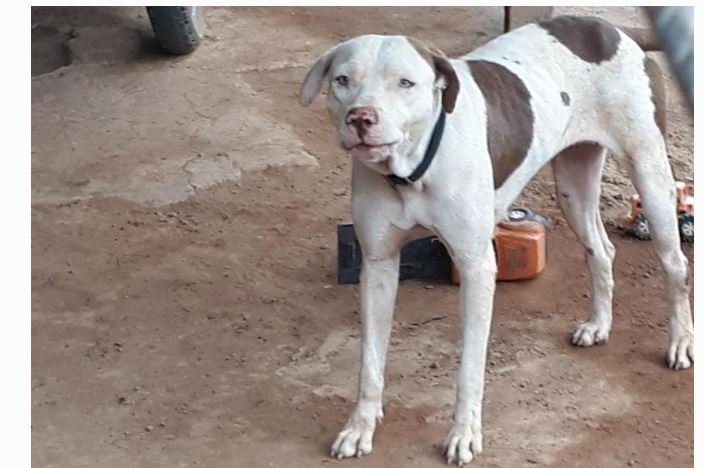 Durante detenção por desacato suspeito manda Pit Bull atacar PMs em Matupá; militares ficaram feridos