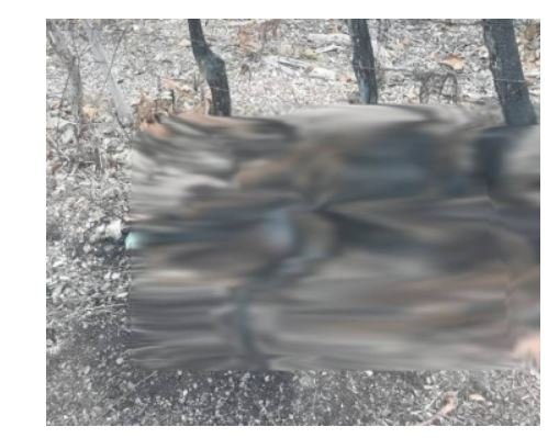 Funcionários de fazenda encontram corpo decapitado e carbonizado dentro de pneus em MT