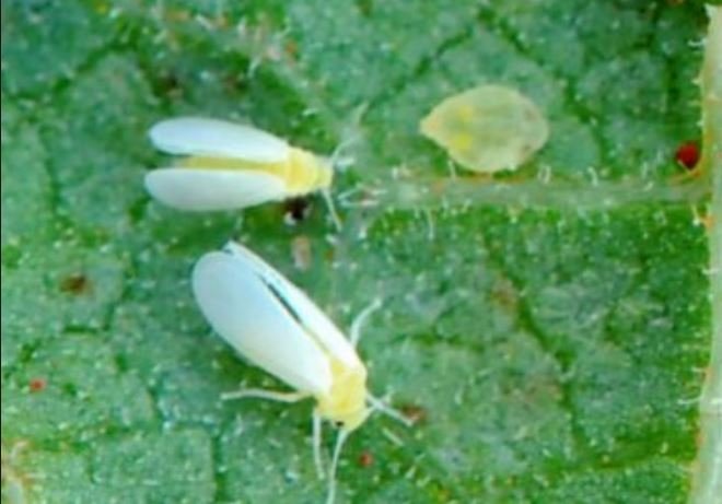 Raça de mosca branca mais resistente a inseticidas é encontrada pela primeira vez em Mato Grosso