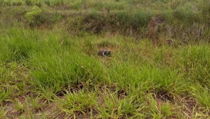 Homem é encontrado morto nas margens da MT-242 (Fotos)