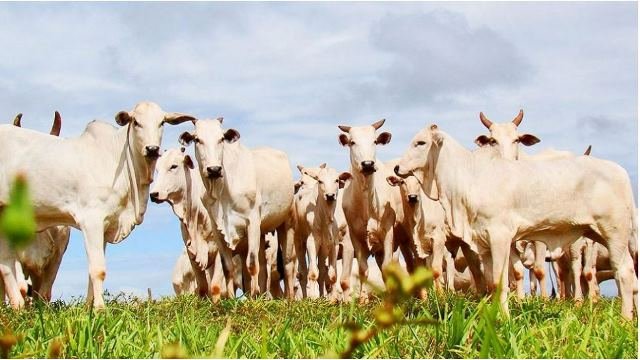 Preço do boi gordo melhora em Mato Grosso pela 2ª semana seguida
