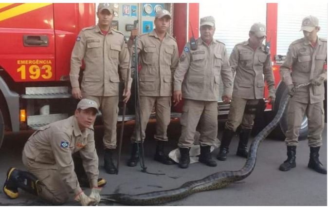 Criança encontra cobra de cinco metros em cidade de Mato Grosso