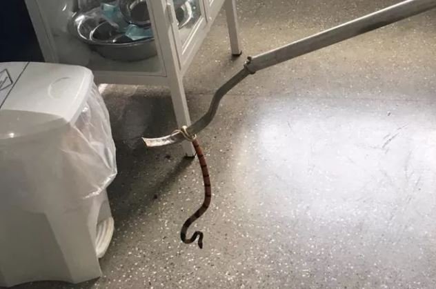 Cobra é capturada dentro de unidade de saúde em MT