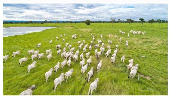 Pecuária: MT bate São Paulo e lidera ranking de produtividade da carne bovina