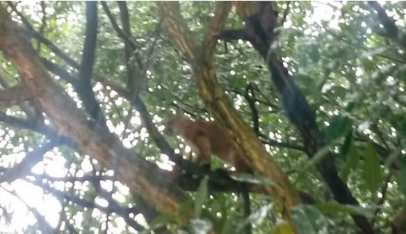 Onça-parda passa madrugada em árvore após ser acuada por cachorros