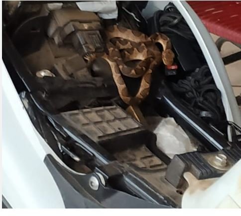 Homem encontra cobra jararaca em motocicleta em município de Mato Grosso