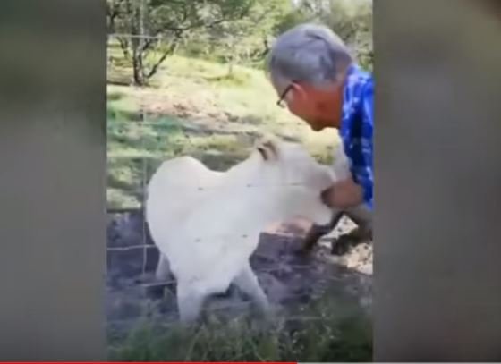 Leoa morde e quase arranca braço de turista na África do Sul. (vídeo)