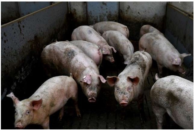 Cientistas reativam funções de células cerebrais de porcos mortos