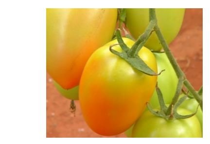 Por ataque de pragas e doenças, quilo do tomate fica 71% mais caro em MT, diz IBGE