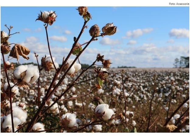 Brasil está próximo de se tornar o segundo maior exportador de algodão do mundo