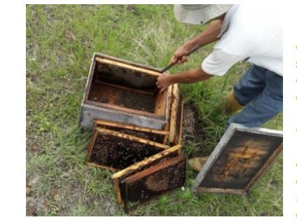 Agrotóxicos encurtam vida e mudam comportamento das abelhas