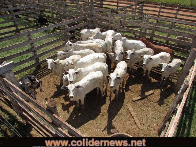Febre Aftosa: Mato Grosso vai imunizar 30 milhões de animais