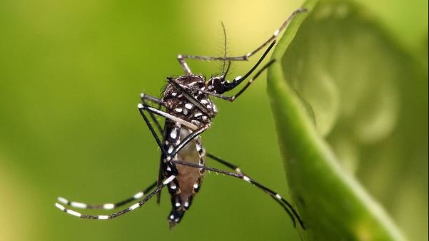 Três casos suspeitos de mortes por dengue são investigados em MT