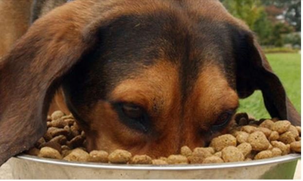 Rações para cães e gatos não contêm ingredientes apontados nas embalagens