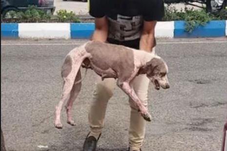 Homem flagrado fazendo sexo com cadela alega que é melhor praticar zoofilia que fazer 'coisa errada' na rua