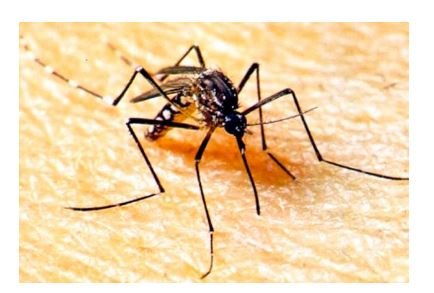 Alerta sobre variação grave do vírus da dengue