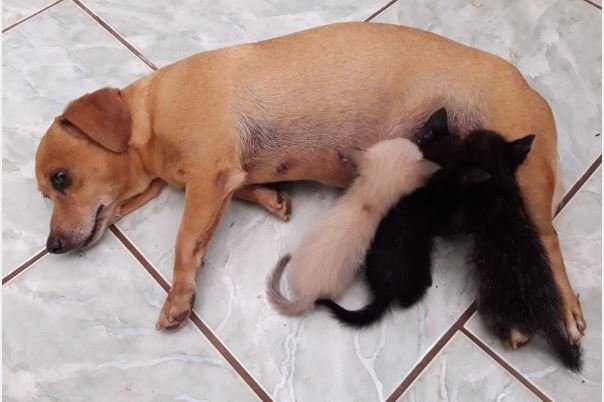 Cadela de 7 anos que nunca teve filhotes adota três gatinhos abandonados em MT