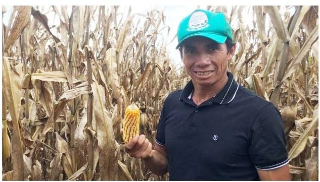 Índios de MT se preparam para colheita de mais de 4 mil hectares de milho