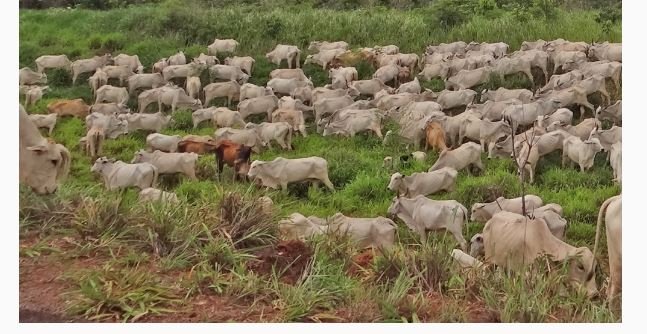 Caso registrado em Mato Grosso é atípico e não coloca qualidade da carne em risco