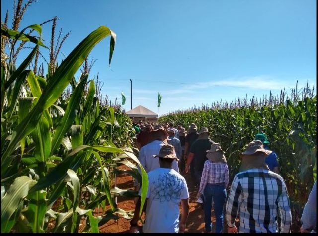 Doenças podem reduzir mais de 50% a produtividade de lavouras de milho