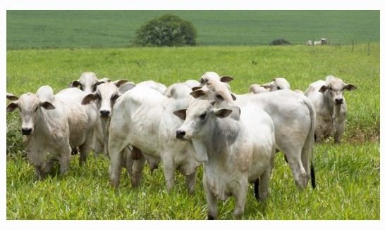 Preço da arroba do boi despenca em MT após caso atípico de vaca louca