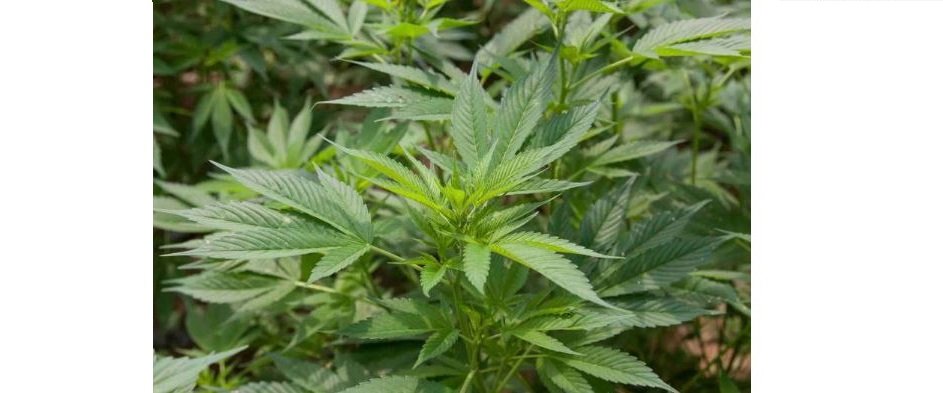 Anvisa aprova propostas que podem liberar cultivo de maconha medicinal