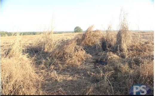 Ossada humana é encontrada por funcionários de fazenda em Mutum