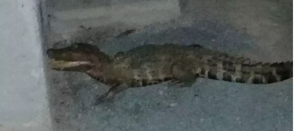 Jacaré ataca homem dentro de restaurante na região do Lago de Manso