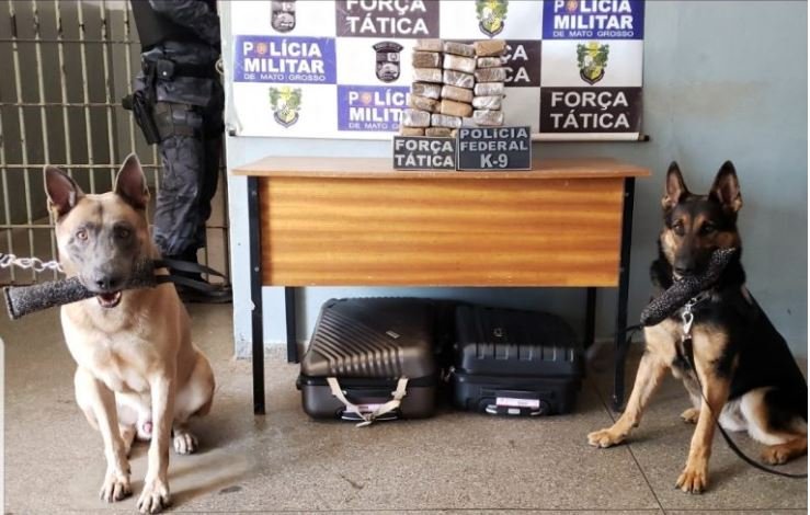 Operação conjunta entre PM e PF apreende cerca de 21kg de drogas com passageiro de ônibus em Rondonópolis