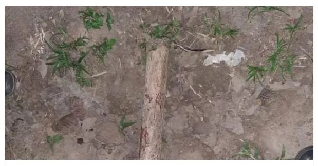 Corpo de adolescente morto a pauladas é encontrado em pasto de fazenda
