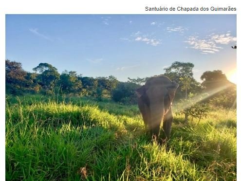 Morre a elefanta “Guida” do Santuário de Chapada dos Guimarães
