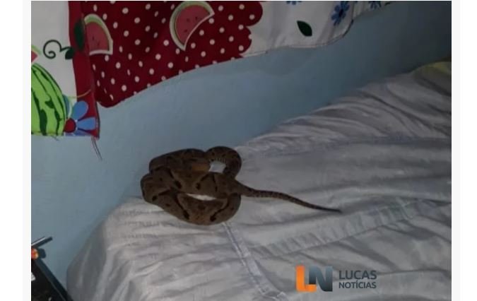 Criança é picada por jararaca enquanto dormia em Lucas do Rio Verde-MT
