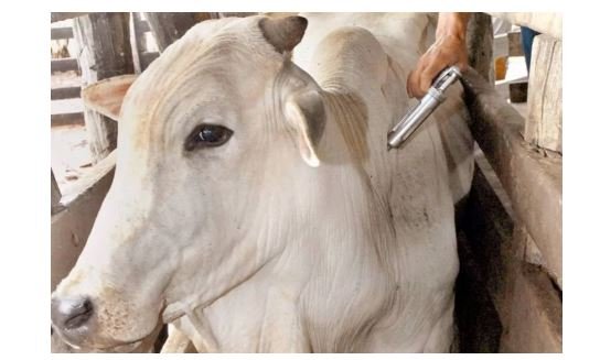 Alerta | Caso de raiva bovina é confirmada em Mato Grosso