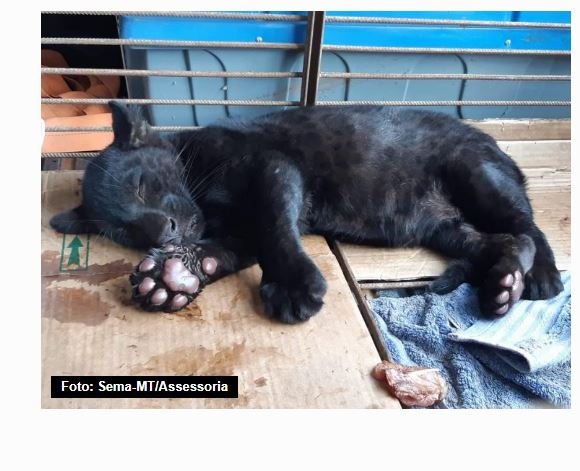 Onça de espécie rara volta a enxergar em Sinop após ser encontrada perdida com quadro de cegueira e desnutrição