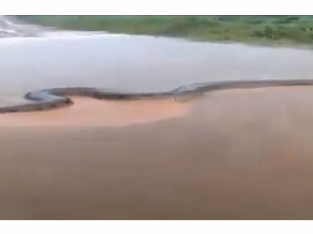 Para você que acha que já tinha visto cobra grande se surpreenda com o tamanho dessa Sucuri.(Vídeo)