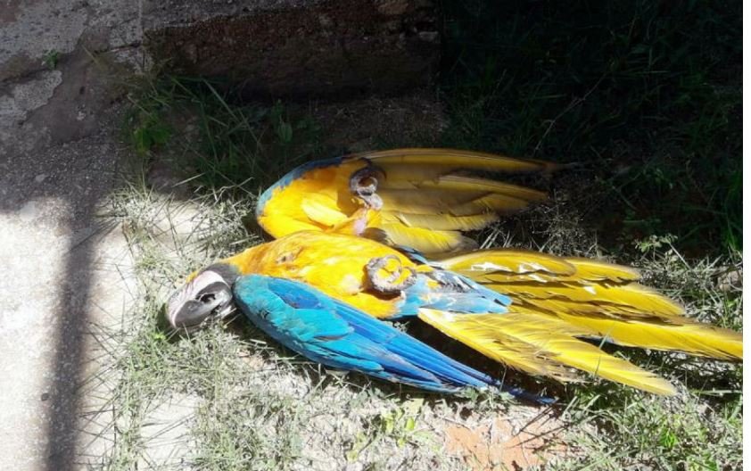 Morte de araras em Alta Floresta coloca Ibama em ação
