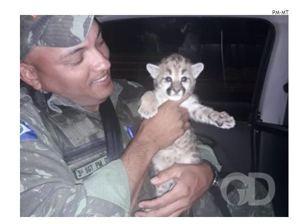 Filhote de onça-parda perdido no meio de lavoura é resgatado por policiais em MT