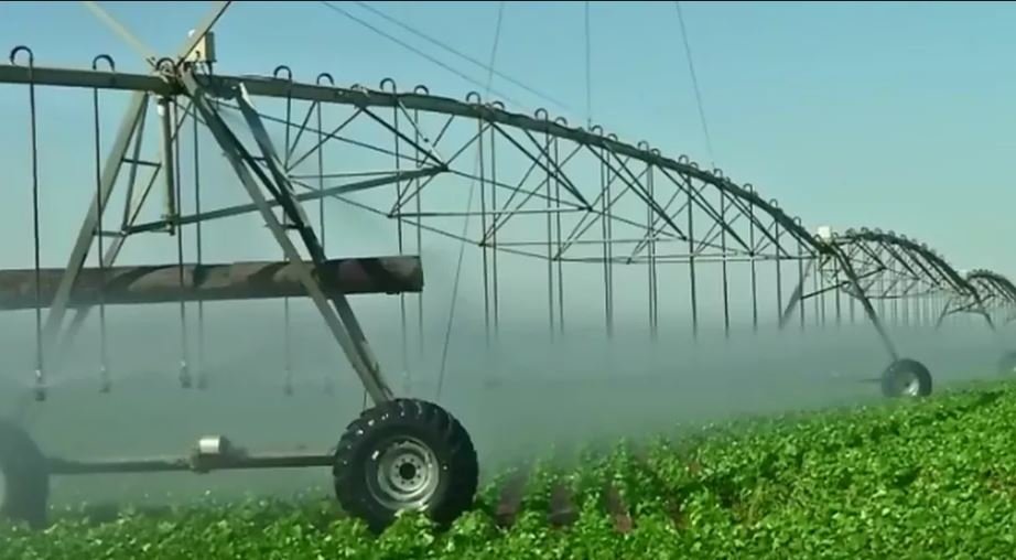 Com pivôs, produtores investem no cultivo de feijão irrigado durante período de seca em MT