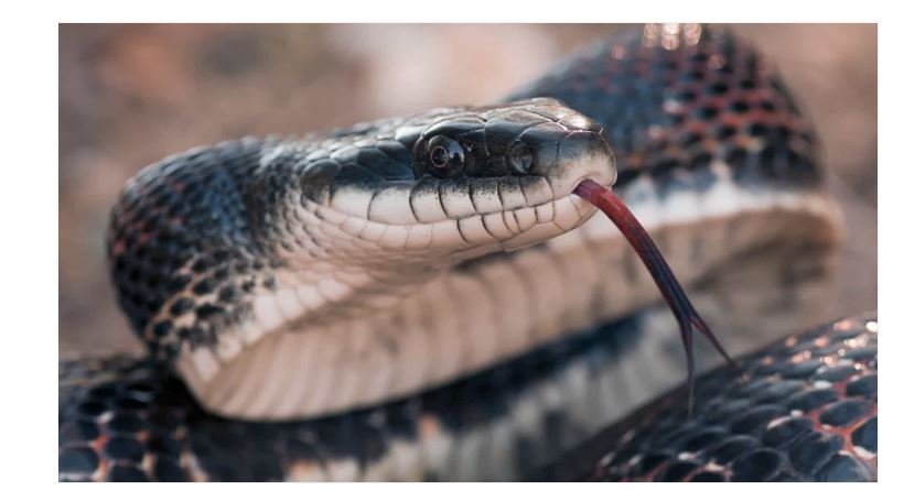 Indiano em estado grave após vingar-se de mordida de cobra... à dentada